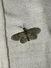 Nallachius pulchellus