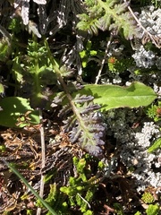 Pedicularis ornithorhynchos