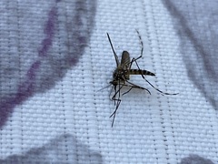 Aedes sierrensis