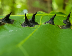 Phylloxera caryaefoliae