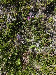 Pedicularis ornithorhynchos