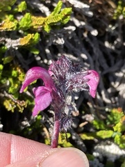 Pedicularis ornithorhynchos