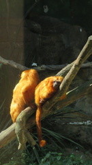 Leontopithecus rosalia
