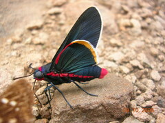 Mysoria barcastus