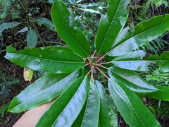Daphniphyllum himalaense