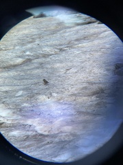 Leucosticte australis