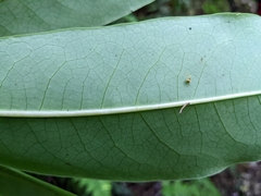 Daphniphyllum himalaense