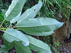 Daphniphyllum himalaense
