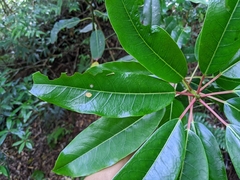 Daphniphyllum himalaense