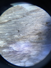Leucosticte australis