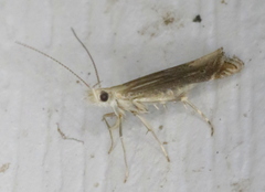 Isophrictis striatella