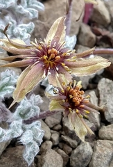 Hamadryas delfinii