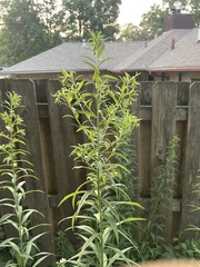 Solidago altissima