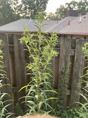 Solidago altissima