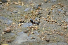 Camponotus compressus