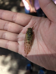Tanna infuscata
