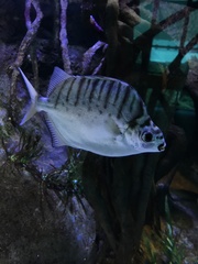 Scatophagidae