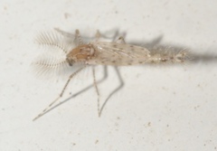 Chaoborus punctipennis