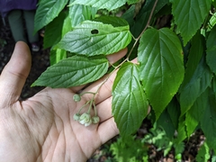 Rubus kawakamii