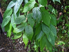 Rubus kawakamii