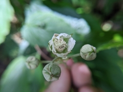 Rubus kawakamii