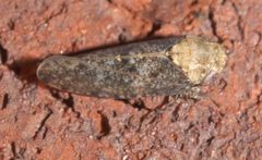 Paraphlepsius collitus