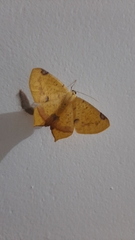 Nepheloleuca illiturata