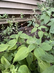 Circaea canadensis