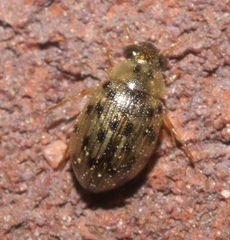 Berosus pantherinus