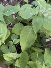 Circaea canadensis