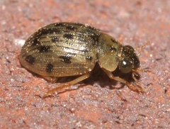 Berosus pantherinus