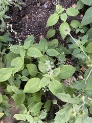 Circaea canadensis