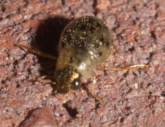 Berosus pantherinus