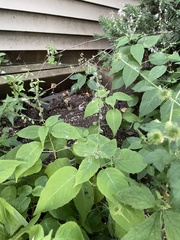 Circaea canadensis