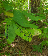 Phylloxera caryaefoliae