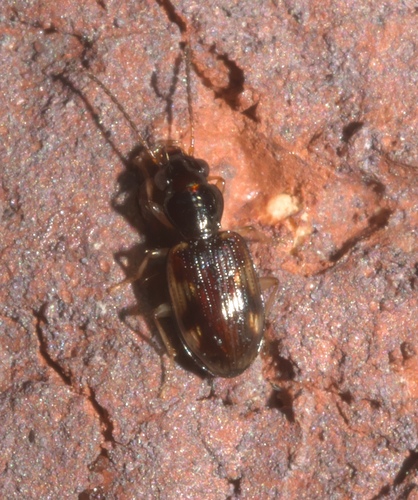 Bembidion affine photo 4