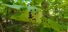 Phylloxera caryaefoliae