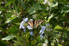 Papilio rutulus
