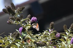 Danaus plexippus