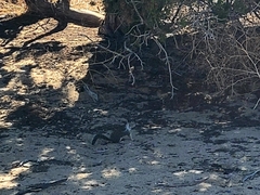 Otospermophilus beecheyi