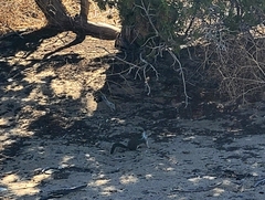 Otospermophilus beecheyi