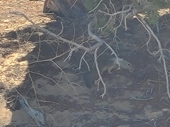 Otospermophilus beecheyi