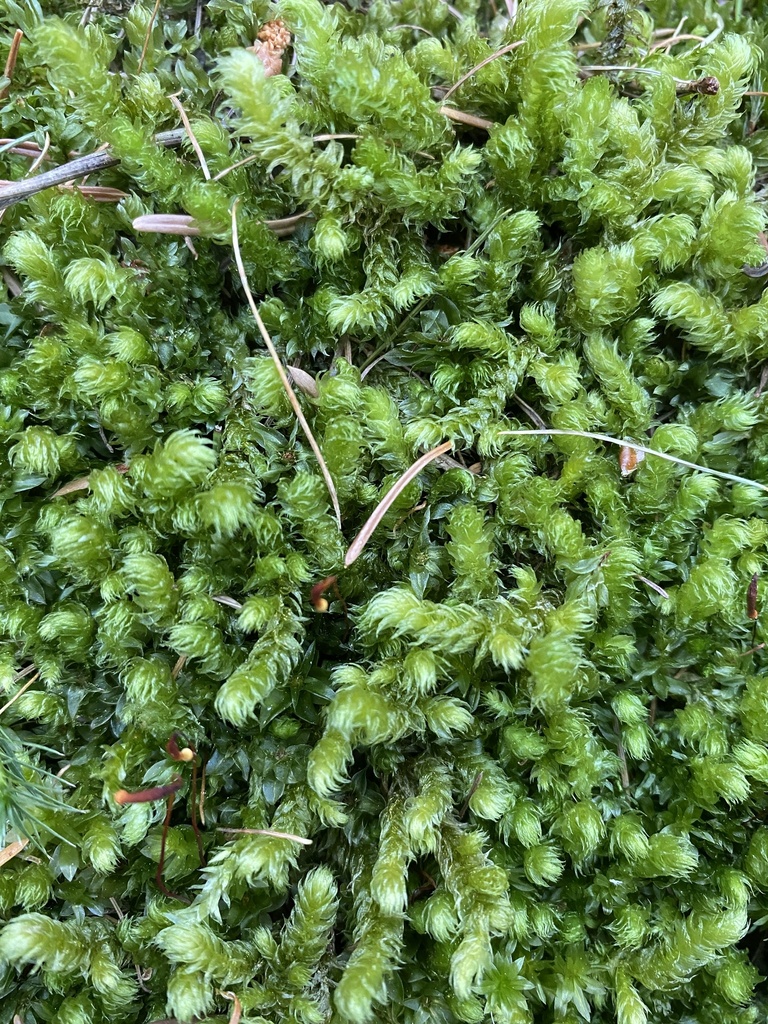 Pipecleaner Moss from Mount Spokane State Park, Mead, WA, US on July 20 ...