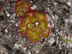 Drosera zonaria