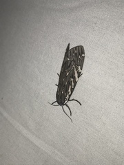 Arachnis aulaea