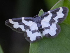 Lomaspilis marginata