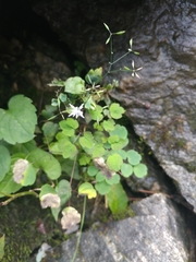 Thalictrum clavatum