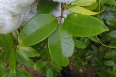 Jasminum lanceolarium