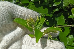 Jasminum lanceolarium