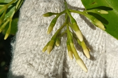 Jasminum lanceolarium